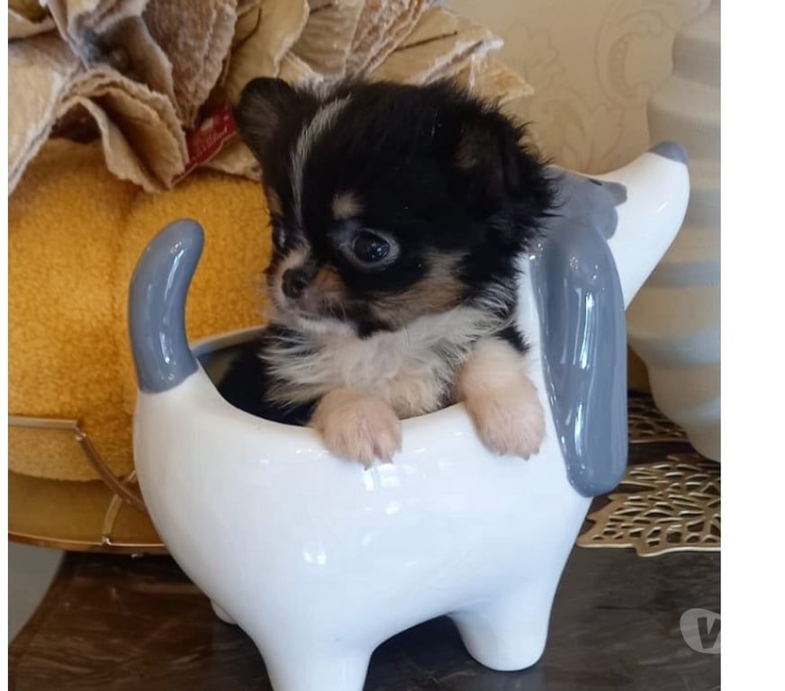 Gatos en Venta Santiago Santiago - Fotos de Cachorritos Chihuahua pelo corto (569 71241718)