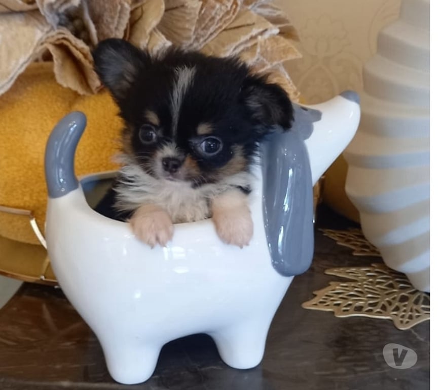 Gatos en Venta Santiago Santiago - Fotos de Cachorritos Chihuahua pelo corto (569 71241718)