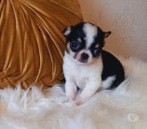 Cachorritos Chihuahua pelo corto (569 71241718)