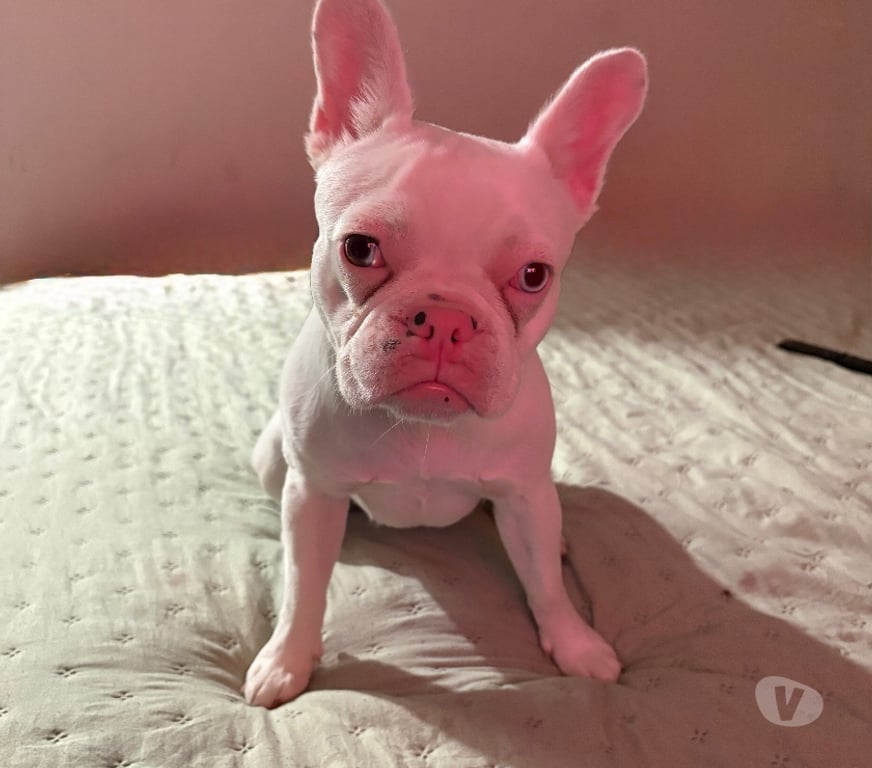 Gatos en Venta Santiago Maipú - Fotos de bulldog francés 11 meses