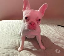 bulldog francés 11 meses