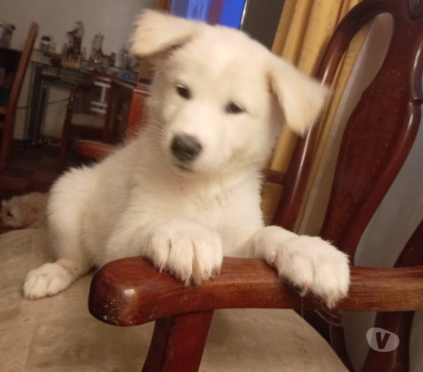 Gatos en Venta Santiago Providencia - Fotos de BELLISIMOS CACHORROS SAMOYEDO PARA NAVIDAD