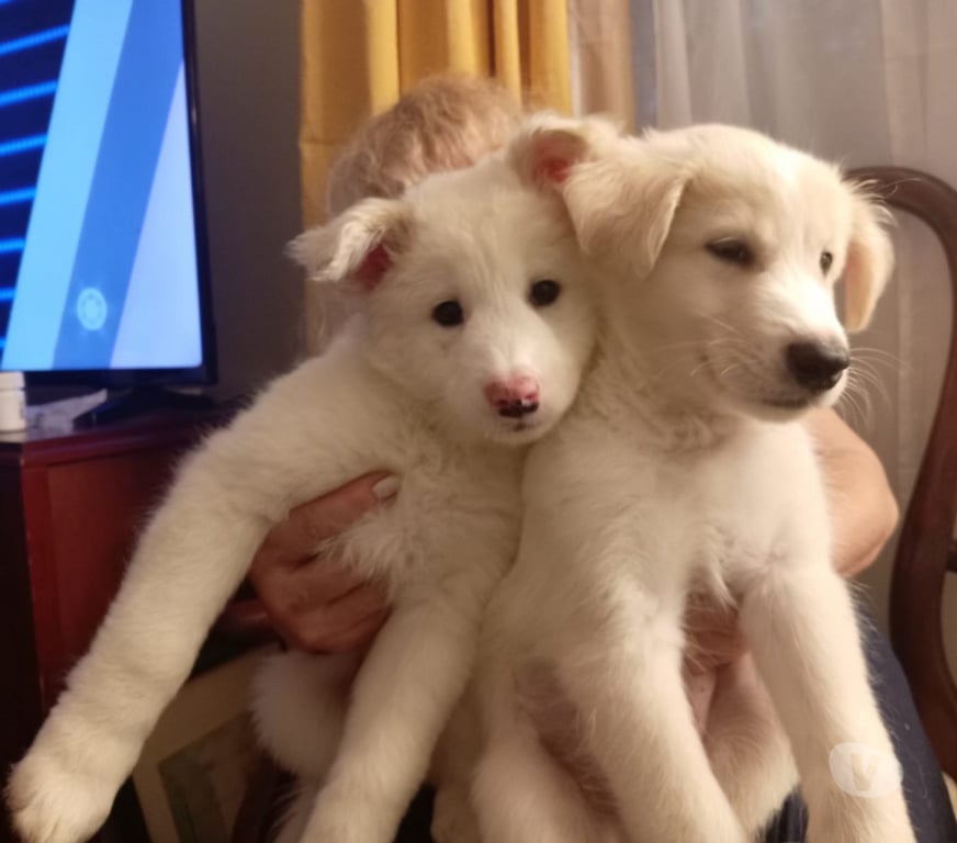 Gatos en Venta Santiago Providencia - Fotos de BELLISIMOS CACHORROS SAMOYEDO PARA NAVIDAD
