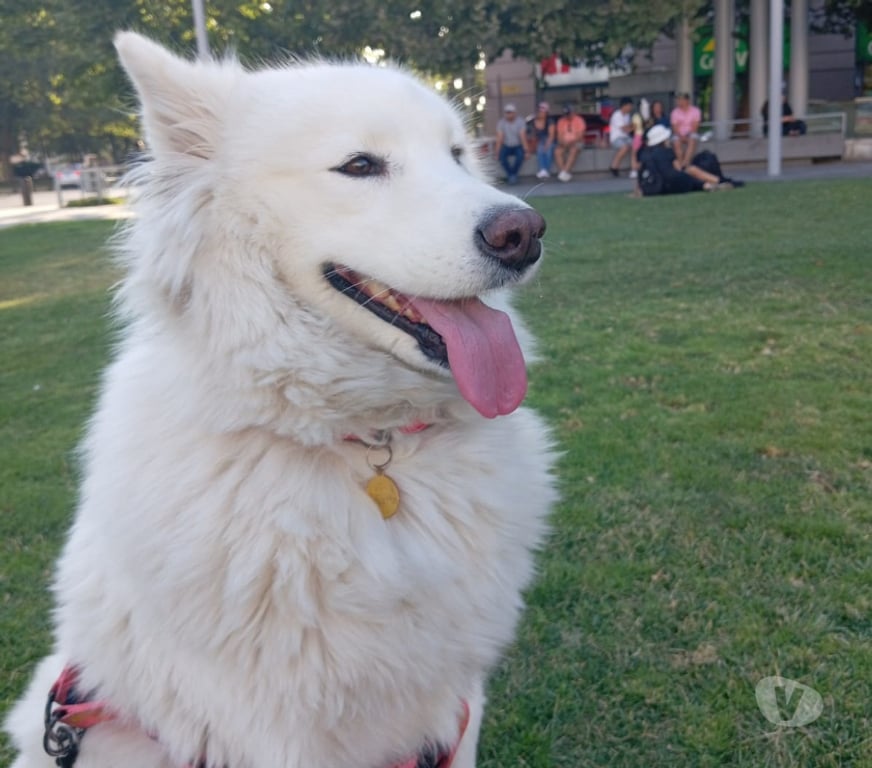 Gatos en Venta Santiago Providencia - Fotos de BELLISIMOS CACHORROS SAMOYEDO PARA NAVIDAD