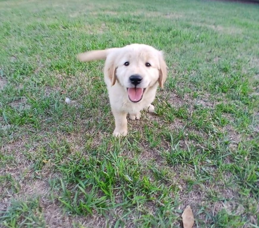 Gatos en Venta Santiago Santiago - Fotos de Cachorros Golden retriever