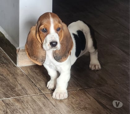 Perros en Venta Santiago Santiago - Fotos de Basset hound cachorritos