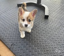 Cachorros corgi Pembroke