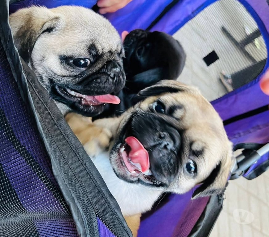 Gatos en Venta Santiago Santiago - Fotos de Cachorros pug bellos