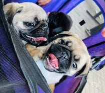 Cachorros pug bellos