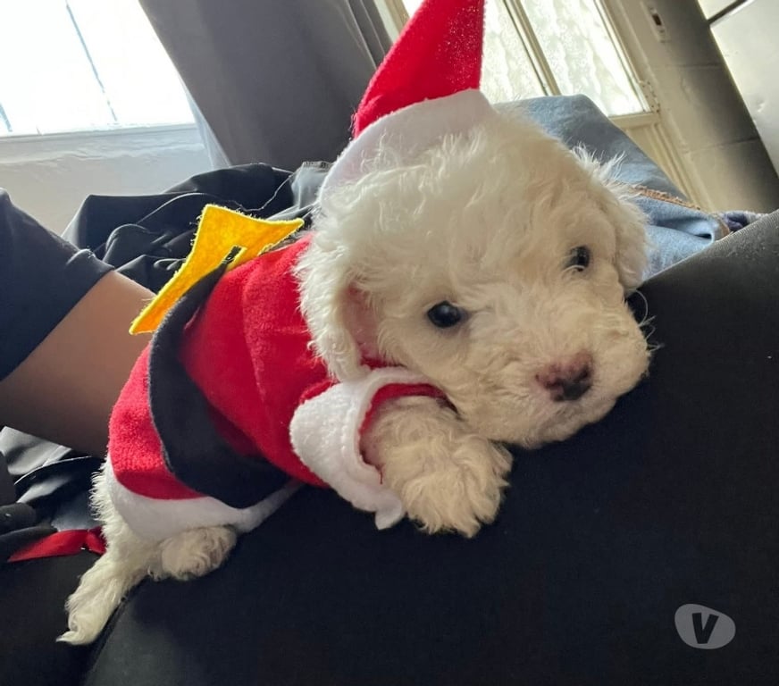 Gatos en Venta Santiago Santiago - Fotos de Cachorros poodle toy vacunados