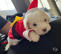 Cachorros poodle toy vacunados