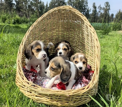 Mascotas en Venta Santiago Santiago - Fotos de Beagle tri color hermosos