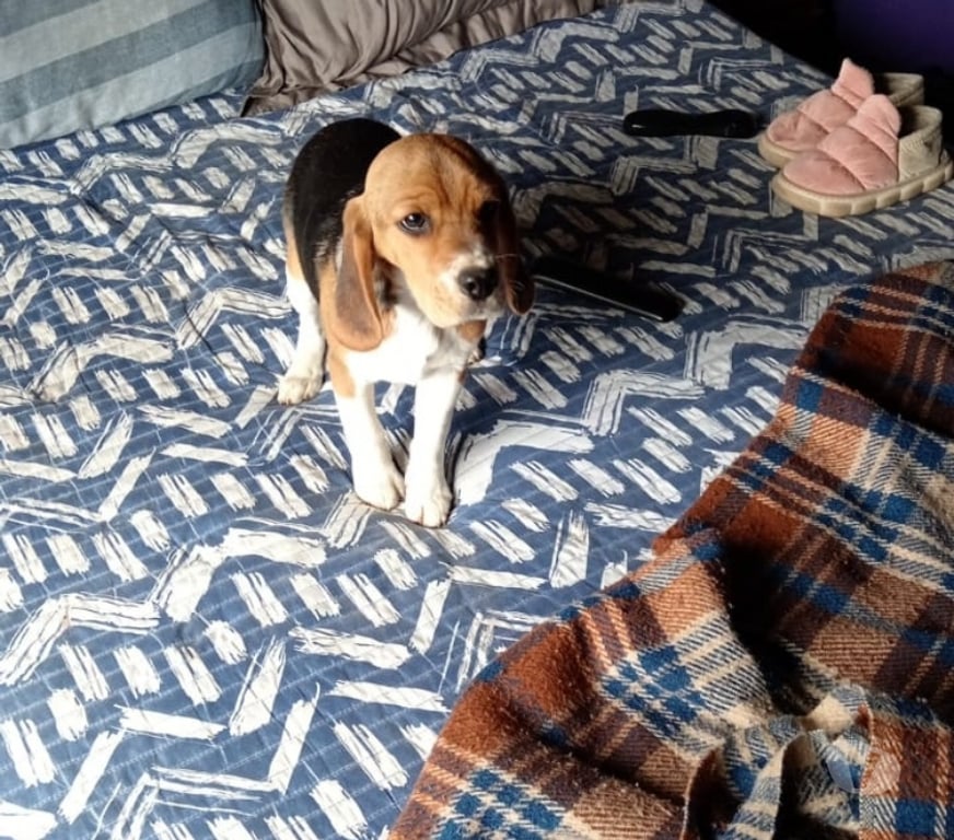 Gatos en Venta Osorno Puerto Octay - Fotos de Perrita beagle..