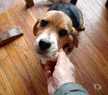 Perrita beagle..