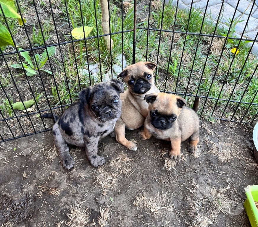 Gatos en Venta Talagante Isla de Maipo - Fotos de Pug cachorras Exóticas
