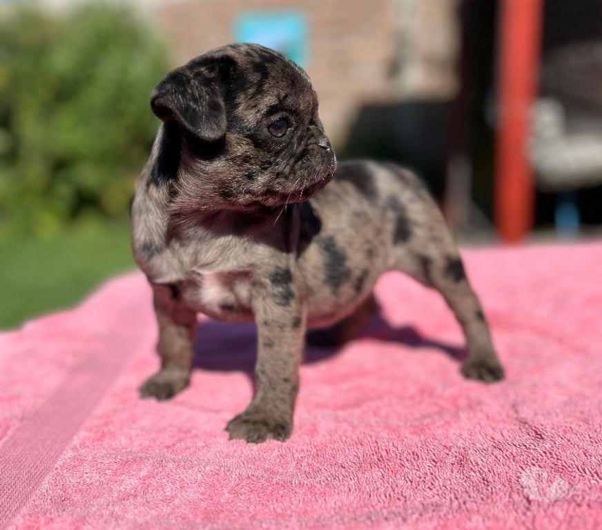 Gatos en Venta Talagante Isla de Maipo - Fotos de Pug cachorras Exóticas
