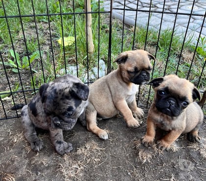 Mascotas en Chile Isla de Maipo Talagante - Fotos de Pug cachorras Exóticas