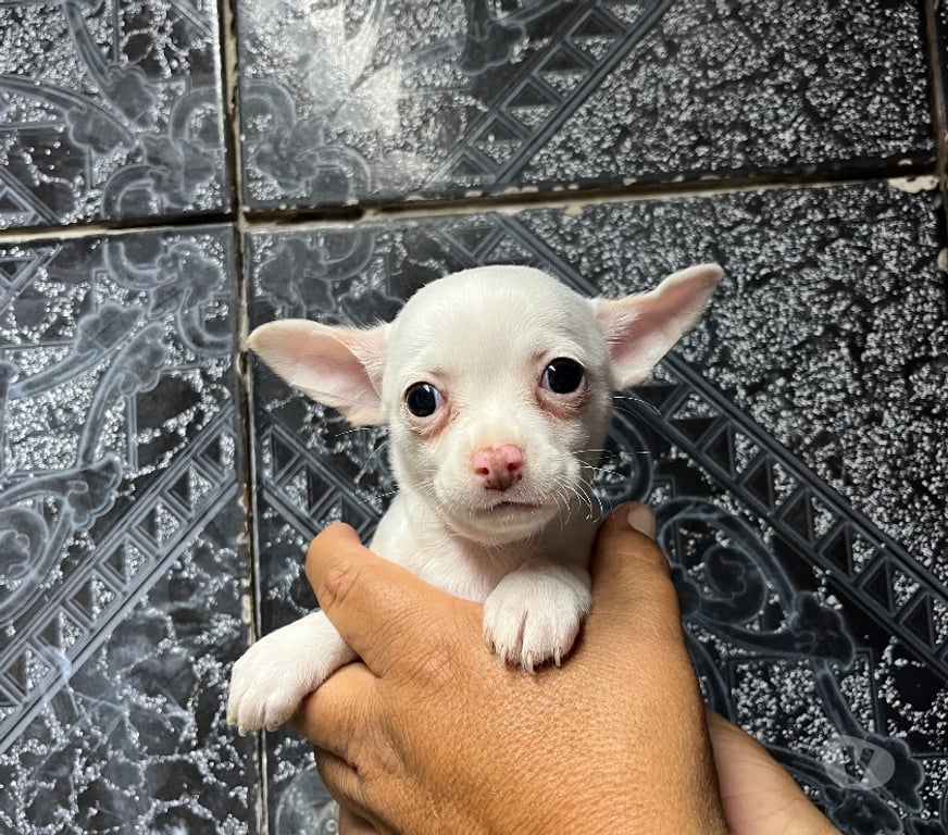 Gatos en Venta Santiago Santiago - Fotos de Hermosos cachorros chihuahuas mini blancos