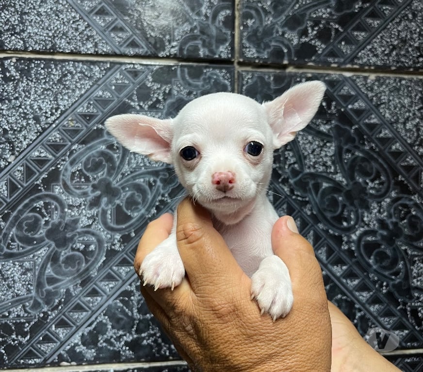 Gatos en Venta Santiago Santiago - Fotos de Hermosos cachorros chihuahuas mini blancos