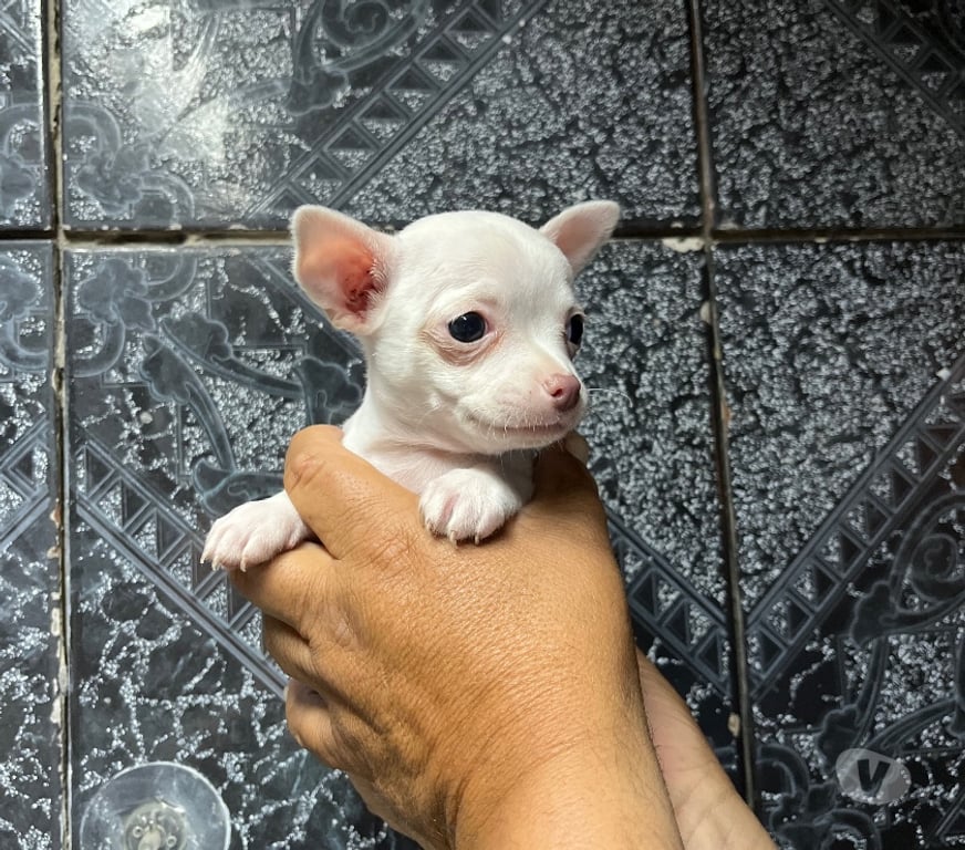 Gatos en Venta Santiago Santiago - Fotos de Hermosos cachorros chihuahuas mini blancos