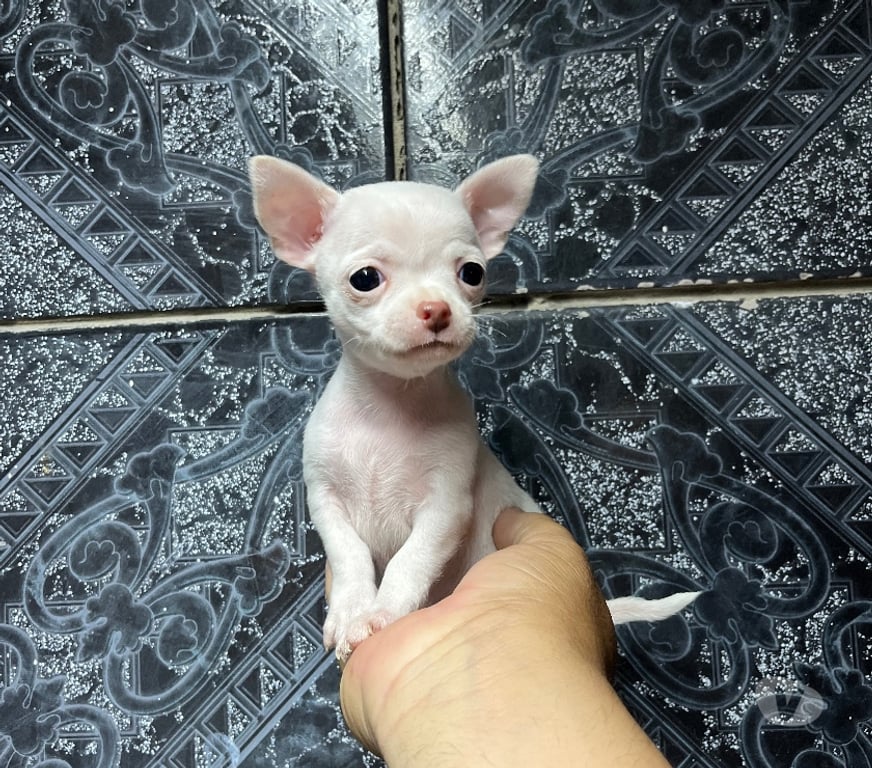 Gatos en Venta Santiago Santiago - Fotos de Hermosos cachorros chihuahuas mini blancos