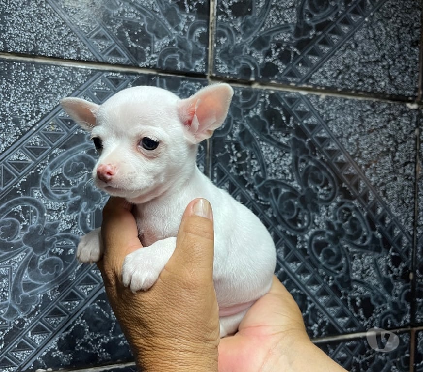 Gatos en Venta Santiago Santiago - Fotos de Hermosos cachorros chihuahuas mini blancos