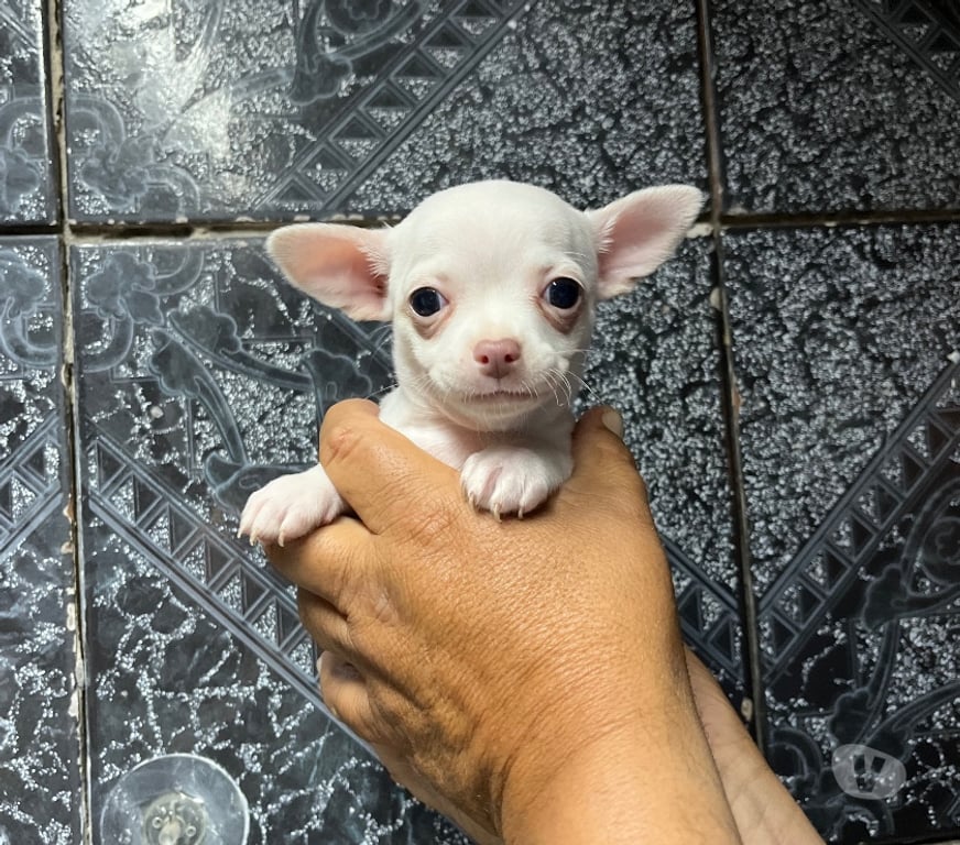 Gatos en Venta Santiago Santiago - Fotos de Hermosos cachorros chihuahuas mini blancos