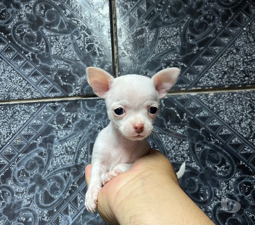 Gatos en Venta Santiago Santiago - Fotos de Hermosos cachorros chihuahuas mini blancos