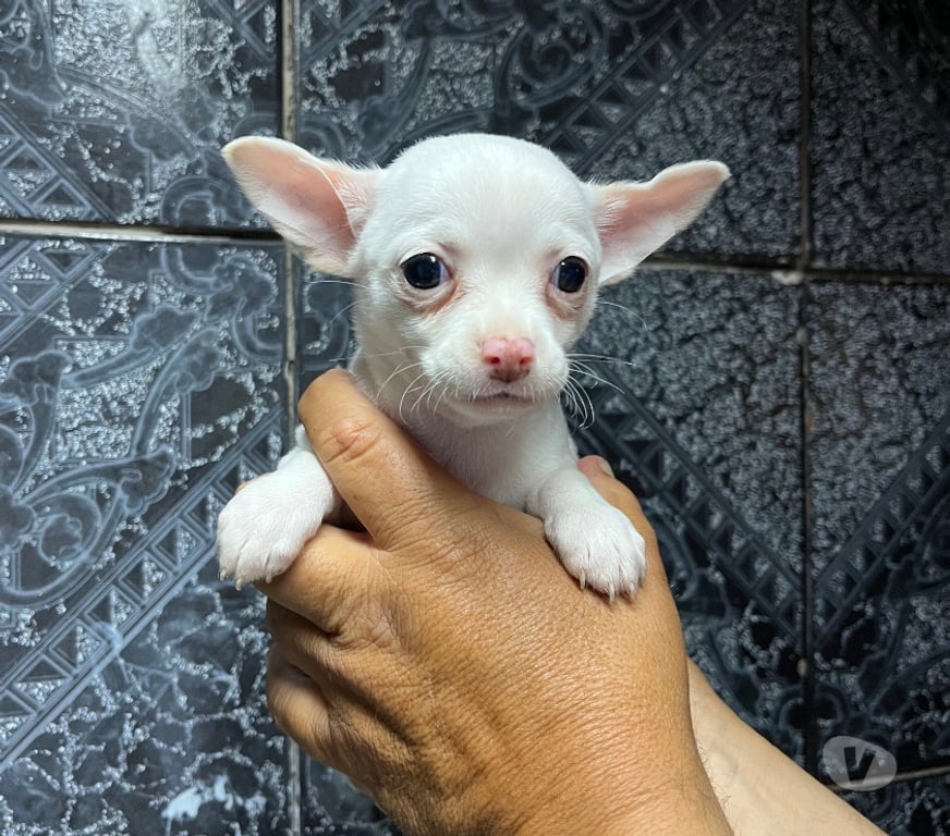 Gatos en Venta Santiago Santiago - Fotos de Hermosos cachorros chihuahuas mini blancos