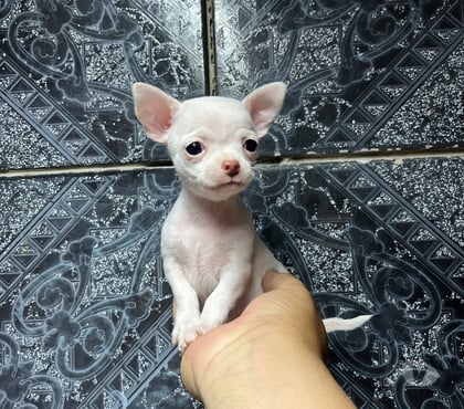 Mascotas en Venta Santiago Santiago - Fotos de Hermosos cachorros chihuahuas mini blancos