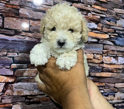 Mascotas en Venta Santiago Santiago - Fotos de Hermosos cachorritos poodle toys 175 mil