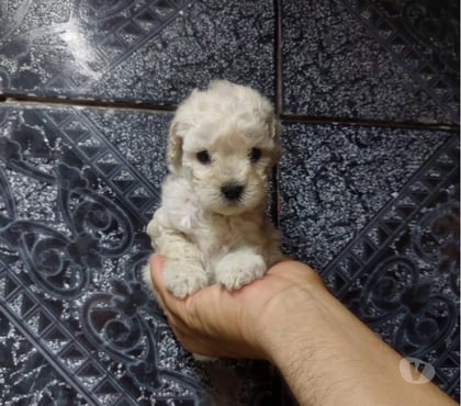 Mascotas en Venta Santiago Santiago - Fotos de Hermosos cachorritos poodle toys