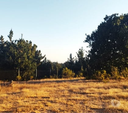 Terrenos en Venta Casablanca Valparaíso - Fotos de PARCELA EN VENTA SECTOR MELOSILLA