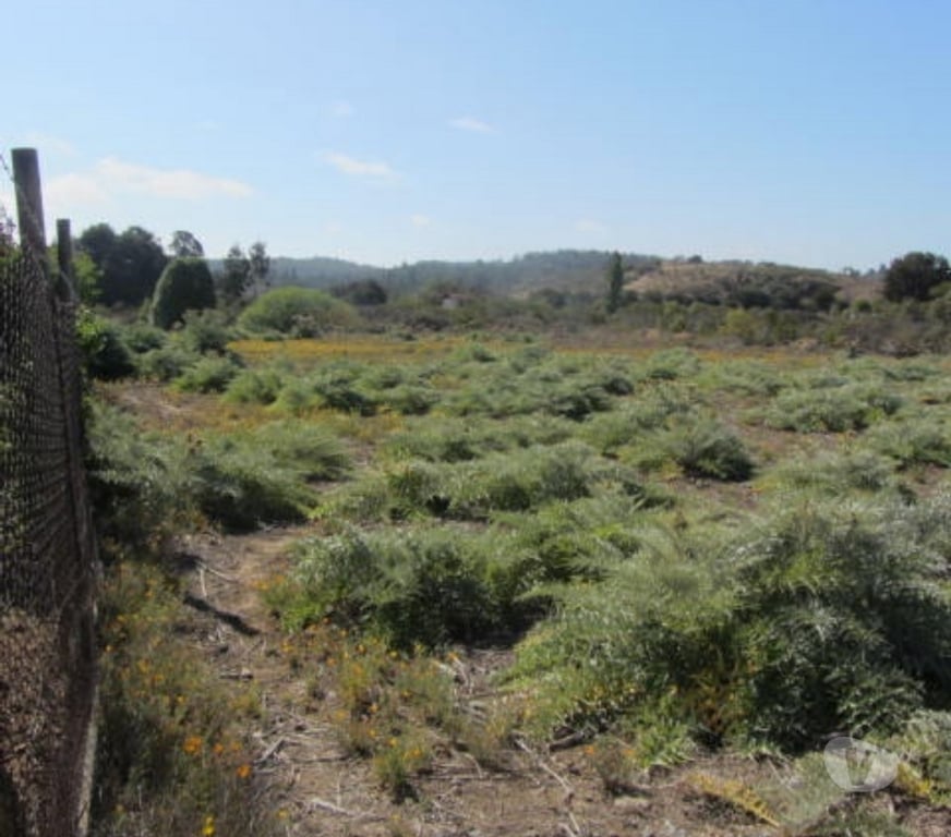 Parcelas en Venta Valparaíso Quintero - Fotos de PARCELA PLANA SECTOR VALLE DEL ESTERO QUINTERO