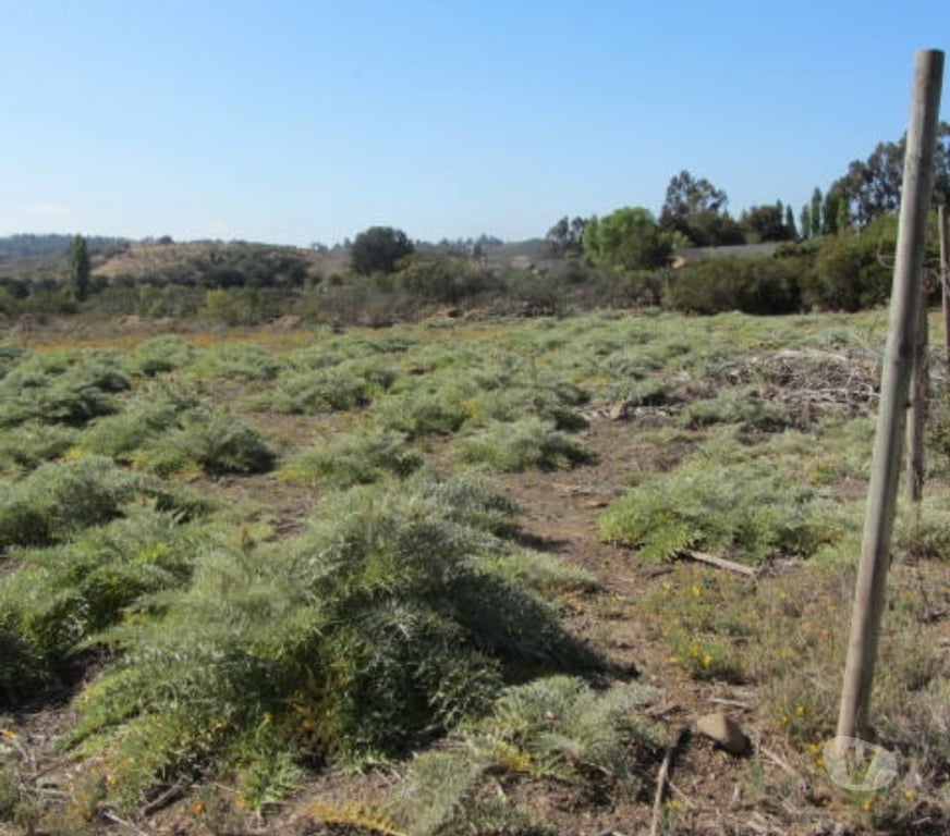 Parcelas en Venta Valparaíso Quintero - Fotos de PARCELA PLANA SECTOR VALLE DEL ESTERO QUINTERO