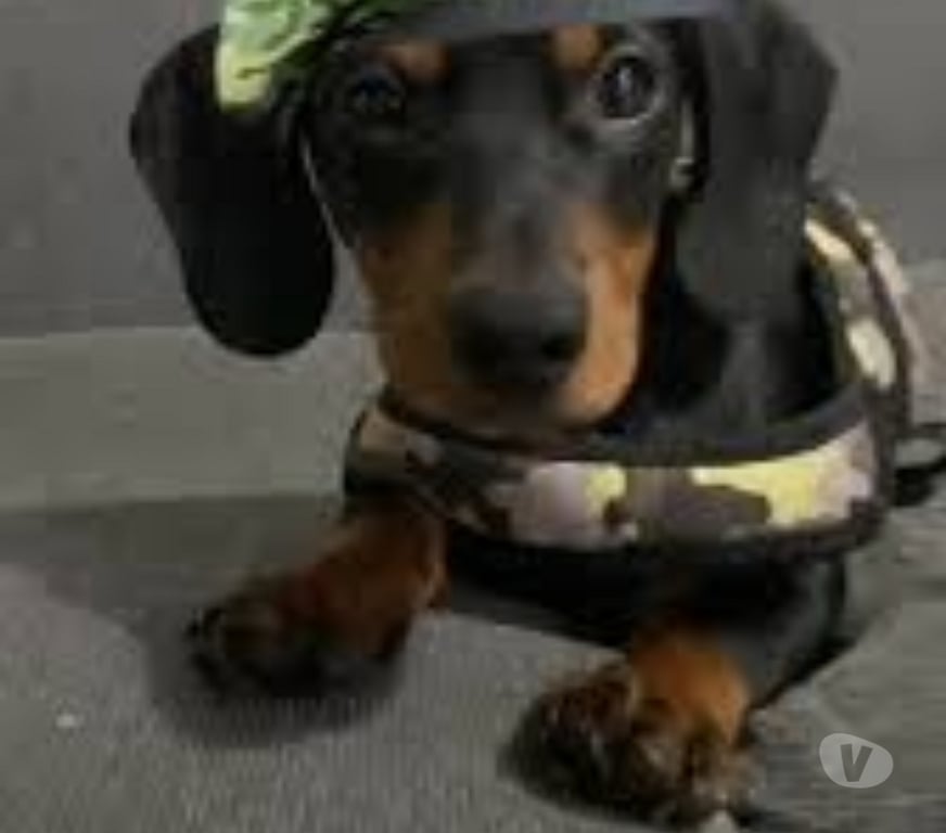 Gatos en Venta Llanquihue Puerto Montt - Fotos de Salchichas toy cachorros