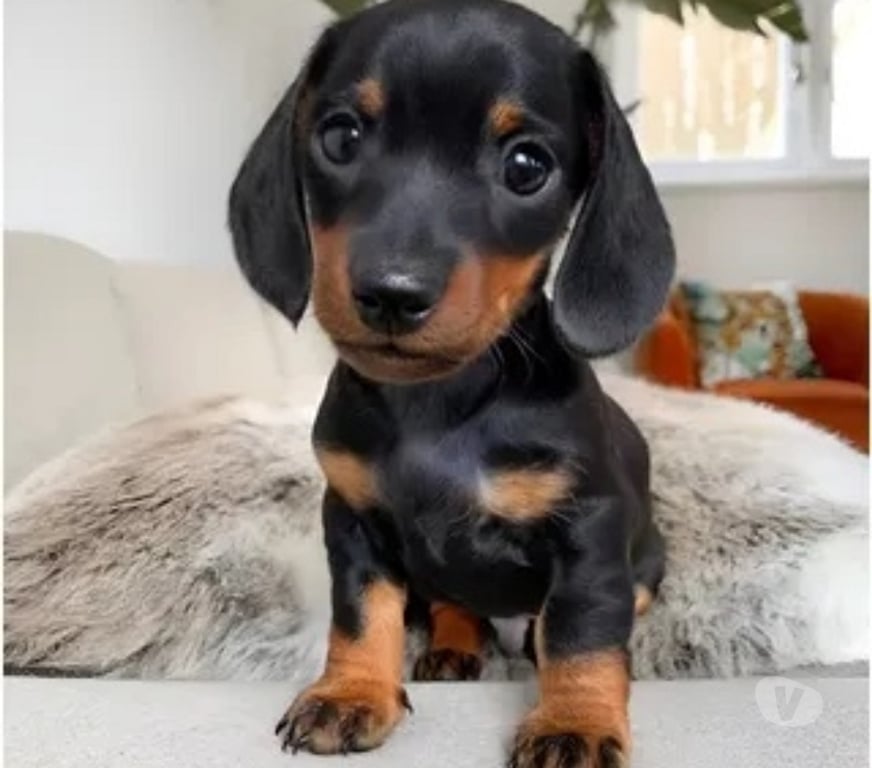 Gatos en Venta Llanquihue Puerto Montt - Fotos de Salchichas toy cachorros