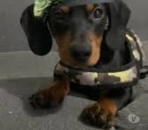 Salchichas toy cachorros