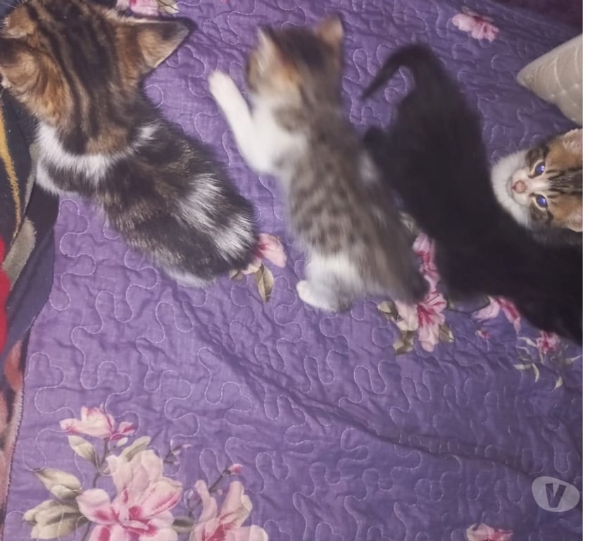 Adopción ed Animales Santiago Renca - Fotos de Se regalan gatitos