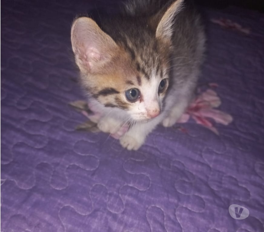 Adopción ed Animales Santiago Renca - Fotos de Se regalan gatitos