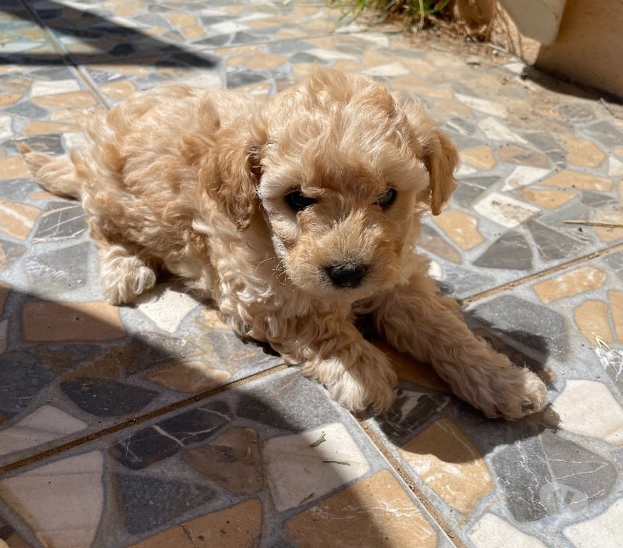 Gatos en Venta Quillota Limache - Fotos de Cachorros poodle toy