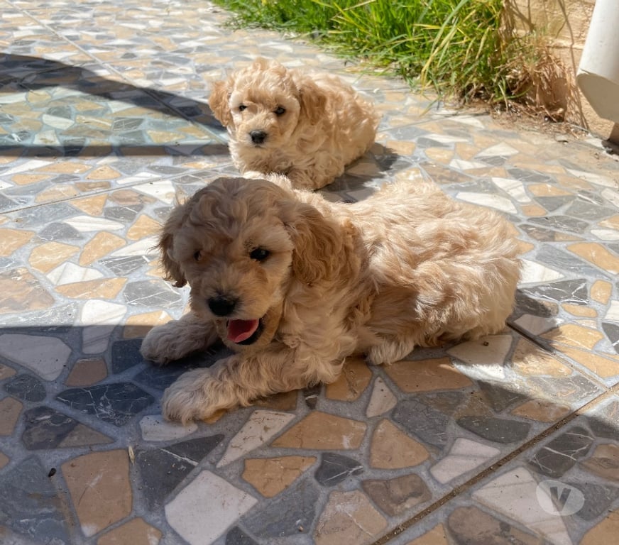 Gatos en Venta Quillota Limache - Fotos de Cachorros poodle toy