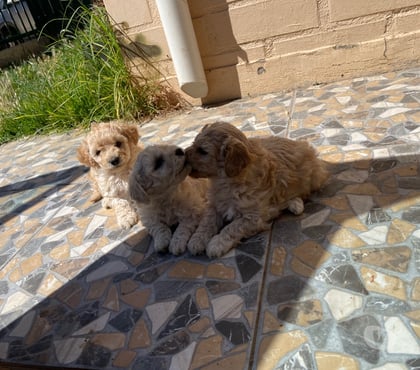 Venta de Mascotas Limache Quillota - Fotos de Cachorros poodle toy