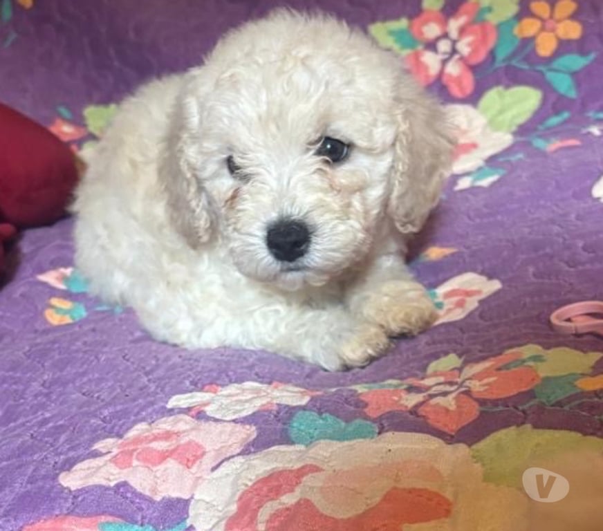 Gatos en Venta Concepción Santa Juana - Fotos de Hermosos poodle toy disponibles