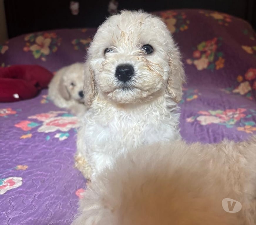 Gatos en Venta Concepción Santa Juana - Fotos de Hermosos poodle toy disponibles