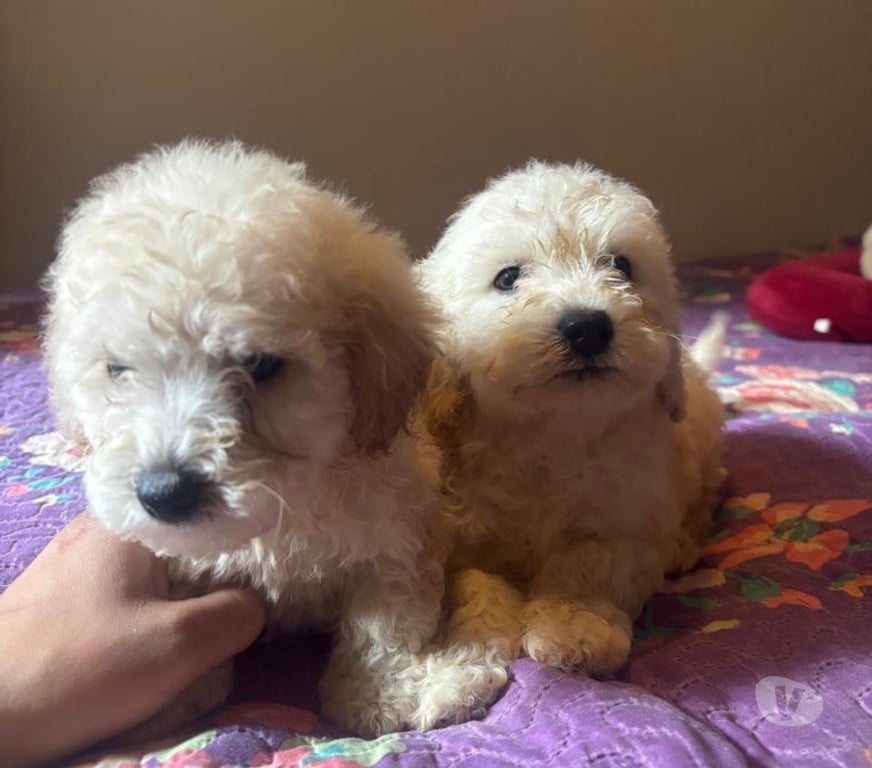 Gatos en Venta Concepción Santa Juana - Fotos de Hermosos poodle toy disponibles