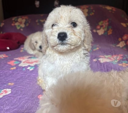 Gatos en Venta Santa Juana Concepción - Fotos de Hermosos poodle toy disponibles