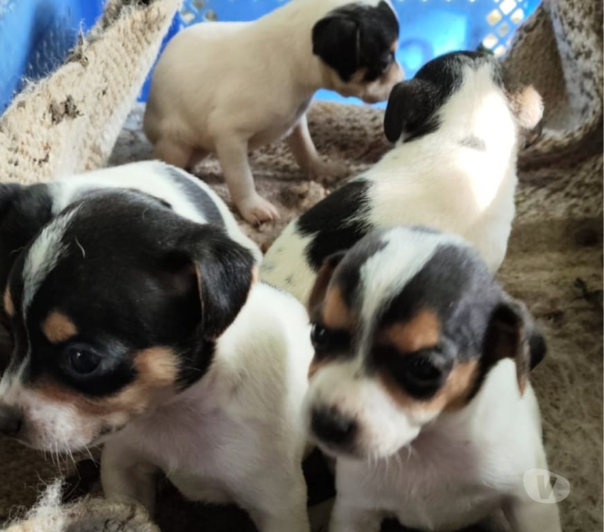 Gatos en Venta Concepción Concepción - Fotos de Vendo hermosos cachorritos fox terrier toy