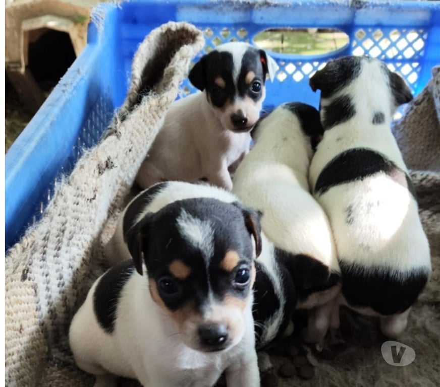 Gatos en Venta Concepción Concepción - Fotos de Vendo hermosos cachorritos fox terrier toy
