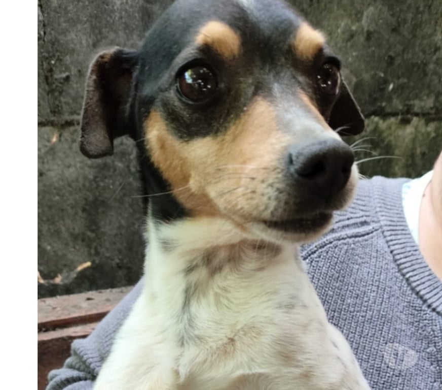 Gatos en Venta Concepción Concepción - Fotos de Vendo hermosos cachorritos fox terrier toy